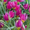 Fialovy nizky tulipan Eastern star pulchella 3