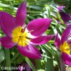 Fialovy nizky tulipan Eastern star pulchella 4