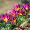 Fialovy nizky tulipan Eastern star pulchella 5