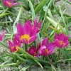 Fialovy nizky tulipan Eastern star pulchella 7