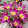 Fialovy nizky tulipan Eastern star pulchella 1