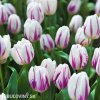 bilofialovy tulipan triumph flaming flag 3