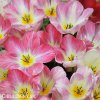 ruzovy tulipan triumph flaming purissima 3