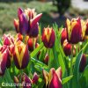cervenozluty tulipan triumph gavota 5