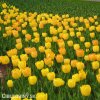 žlutý tulipán golden apeldoorn 3