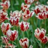 cervenobily tulipan grand perfection 3