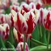 cervenobily tulipan grand perfection 1