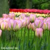 ruzovy tulipan triumph groenland 4