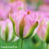 ruzovy tulipan triumph groenland 1