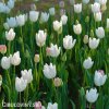 bílý tulipán hakuun 3
