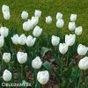 bílý tulipán hakuun 6