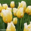 zlutobily tulipan triumph happy people 4