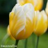 zlutobily tulipan triumph happy people 1