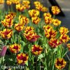 zlutocerveny tulipan triumph helmar 2