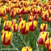 zlutocerveny tulipan triumph helmar 4