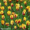 zlutocerveny tulipan triumph helmar 7
