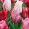 ruzovy tulipan triumph hemisphere 2