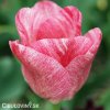 ruzovy tulipan triumph hemisphere 4