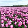 ruzovy tulipan triumph holland beauty 3