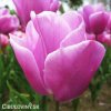 ruzovy tulipan triumph holland beauty 4
