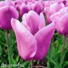 ruzovy tulipan triumph holland beauty 1