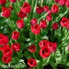 cerveny tulipan triumph ile de france 3