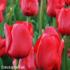 cerveny tulipan triumph ile de france 4