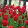 cerveny tulipan triumph ile de france 5