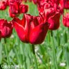 cerveny tulipan triumph ile de france 6