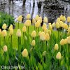 žlutý tulipán ivory florafale 2
