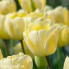 žlutý tulipán ivory florafale 3