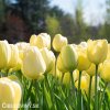 žlutý tulipán ivory florafale 5