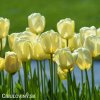 žlutý tulipán ivory florafale 6