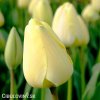 žlutý tulipán ivory florafale 7