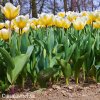 žlutobílý tulipán jaap groot 2