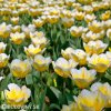 žlutobílý tulipán jaap groot 4