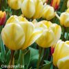 žlutobílý tulipán jaap groot 5
