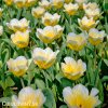 žlutobílý tulipán jaap groot 6