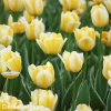 žlutobílý tulipán jaap groot 8