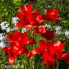 cerveny Tulipan Linifolia 4