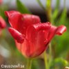 cerveny Tulipan Linifolia 5