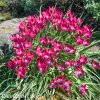 ruzovy nizky tulipan little beauty 2