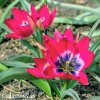 ruzovy nizky tulipan little beauty 5