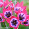 ruzovy nizky tulipan little beauty 6