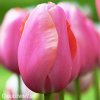 ruzovy tulipan triumph menton 6