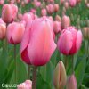 ruzovy tulipan triumph menton 7