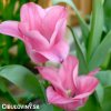 ruzovy tulipan miss elegance 6