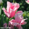 ruzovy tulipan miss elegance 7