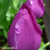 fialovy tulipan triumph negrita 4