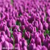 fialovy tulipan triumph negrita 5